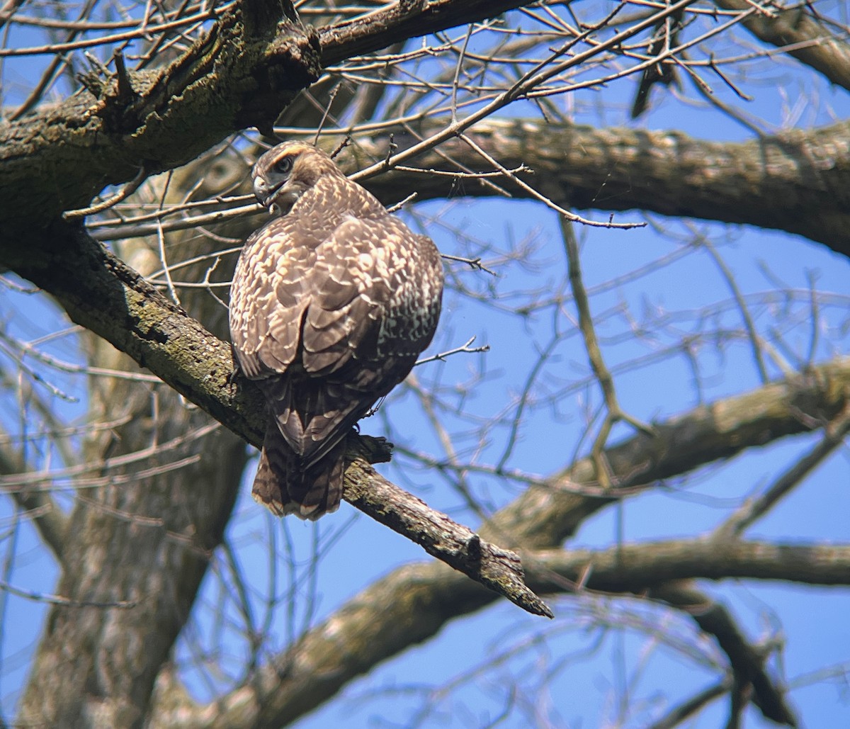 Red-tailed Hawk - ML639472231
