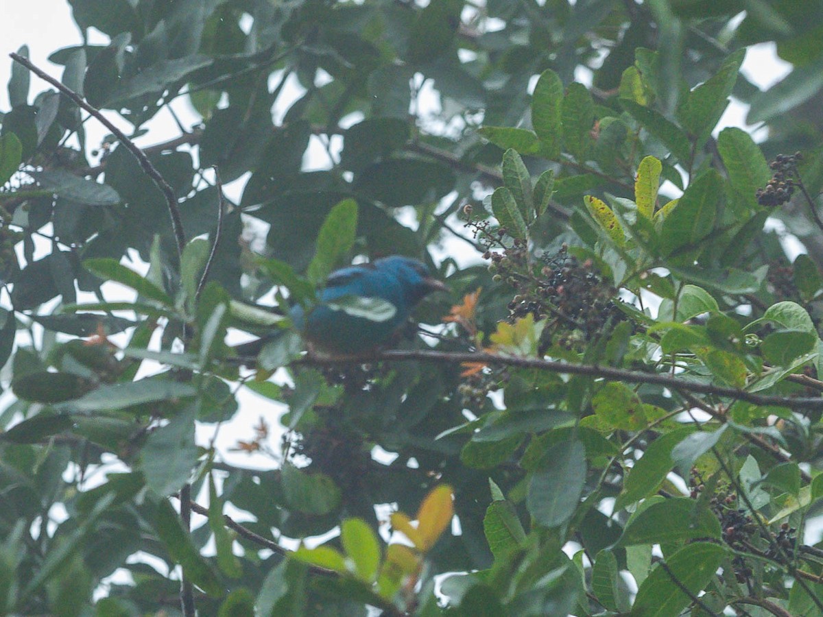 Blue Dacnis - ML639472275