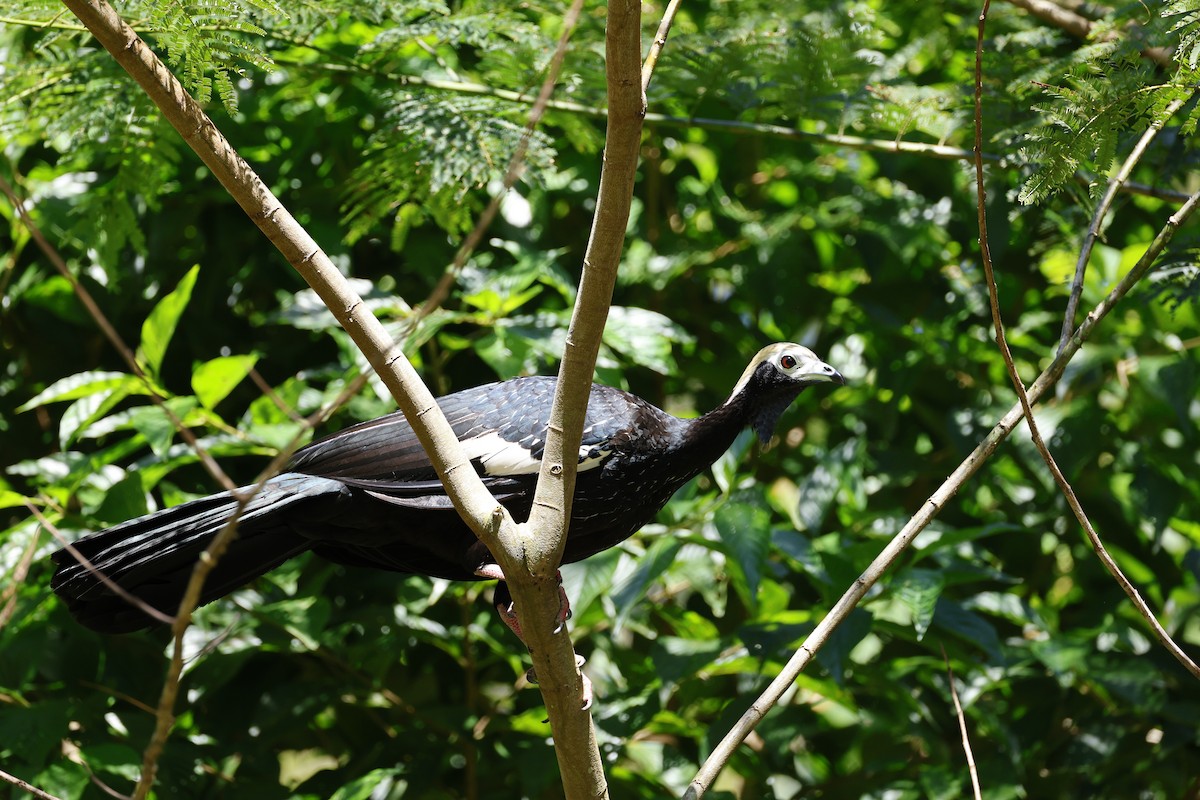 Blue-throated Piping-Guan - ML639472306