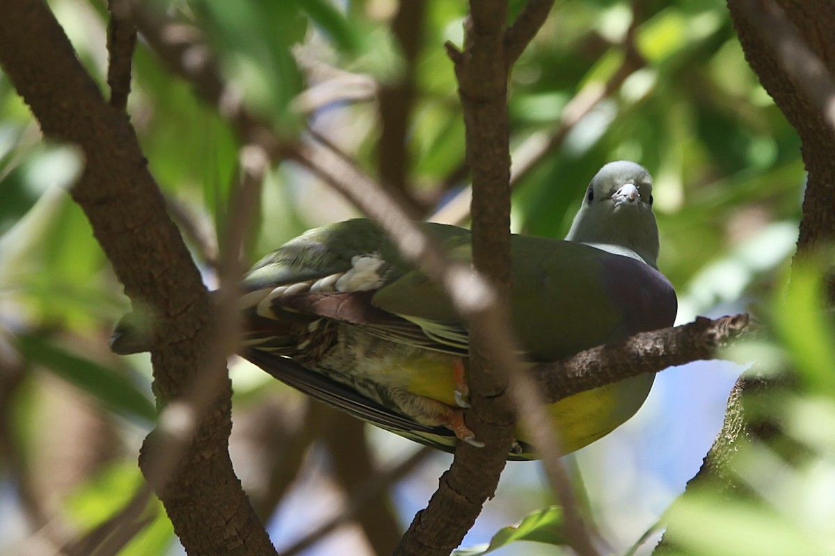 יונה ירוקה ערבית - ML639472338