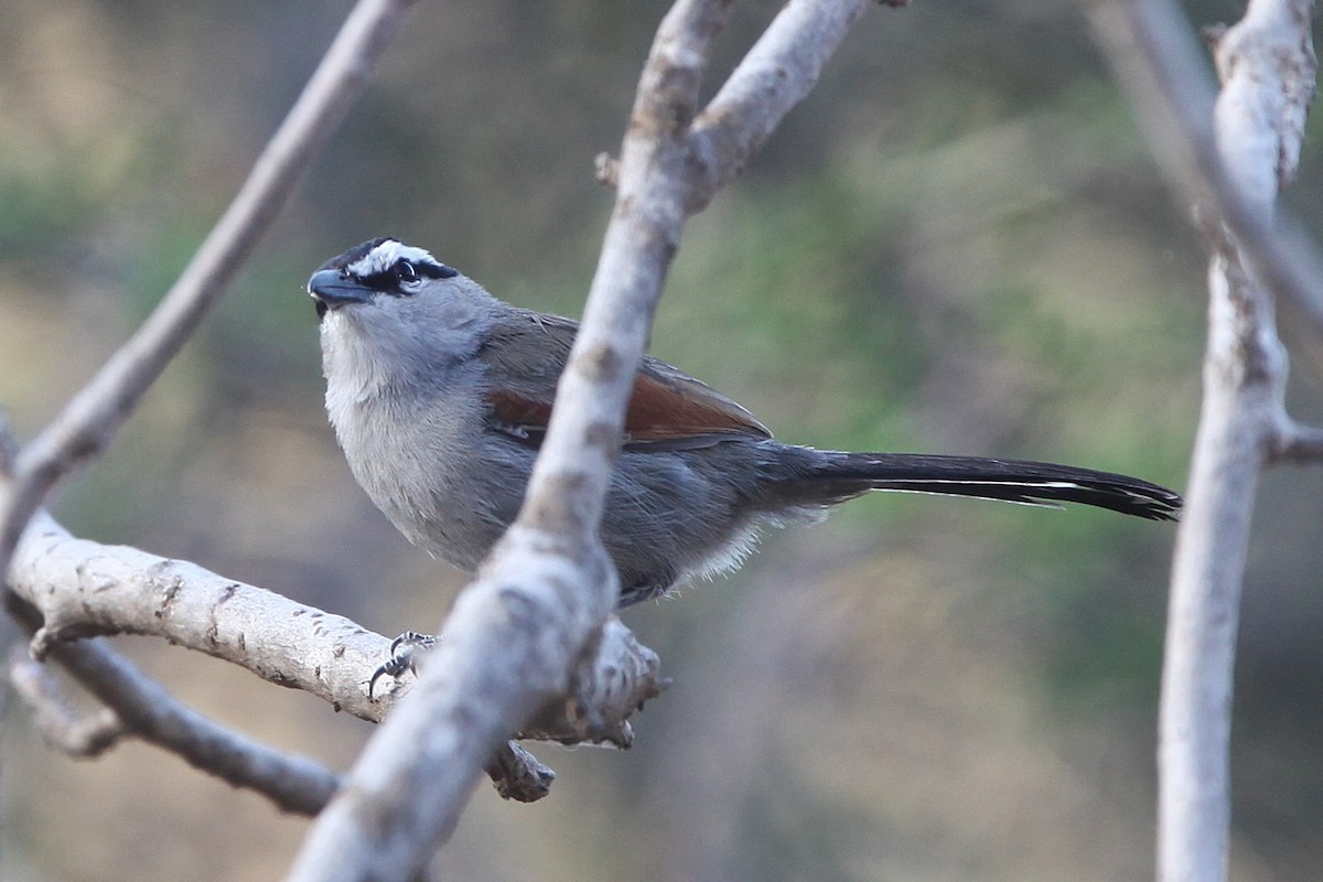 חנקן סנגלי - ML639472357