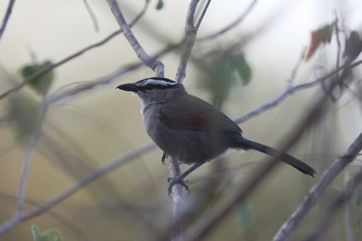 חנקן סנגלי - ML639472358
