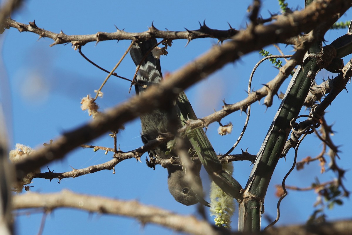 Arabian Sunbird - ML639472379