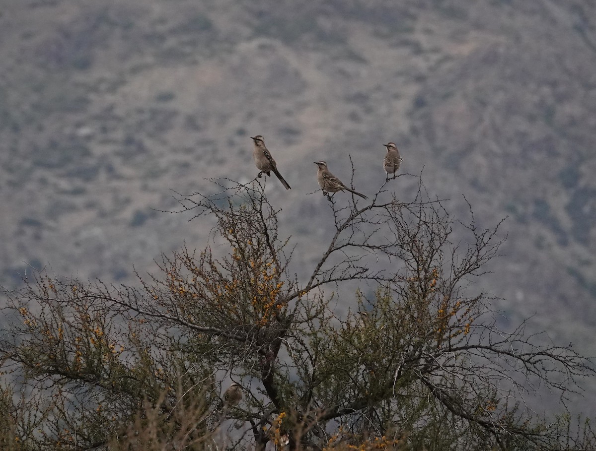 Chilean Mockingbird - ML639472421