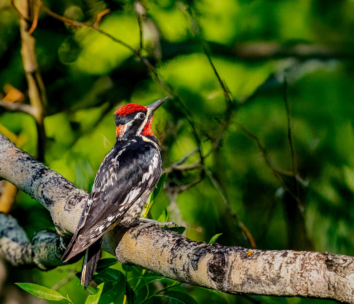 Red-naped Sapsucker - ML639472485
