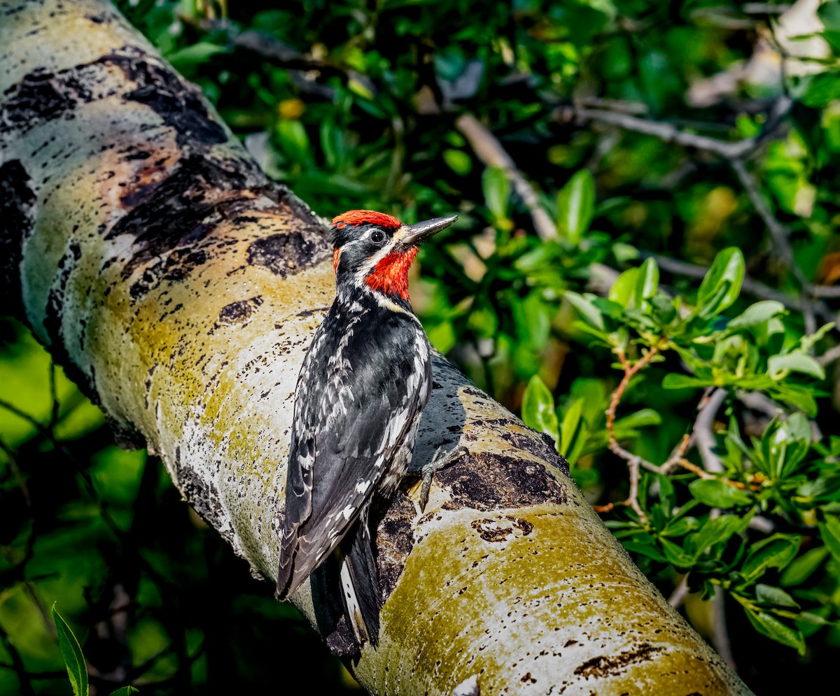 Red-naped Sapsucker - ML639472486