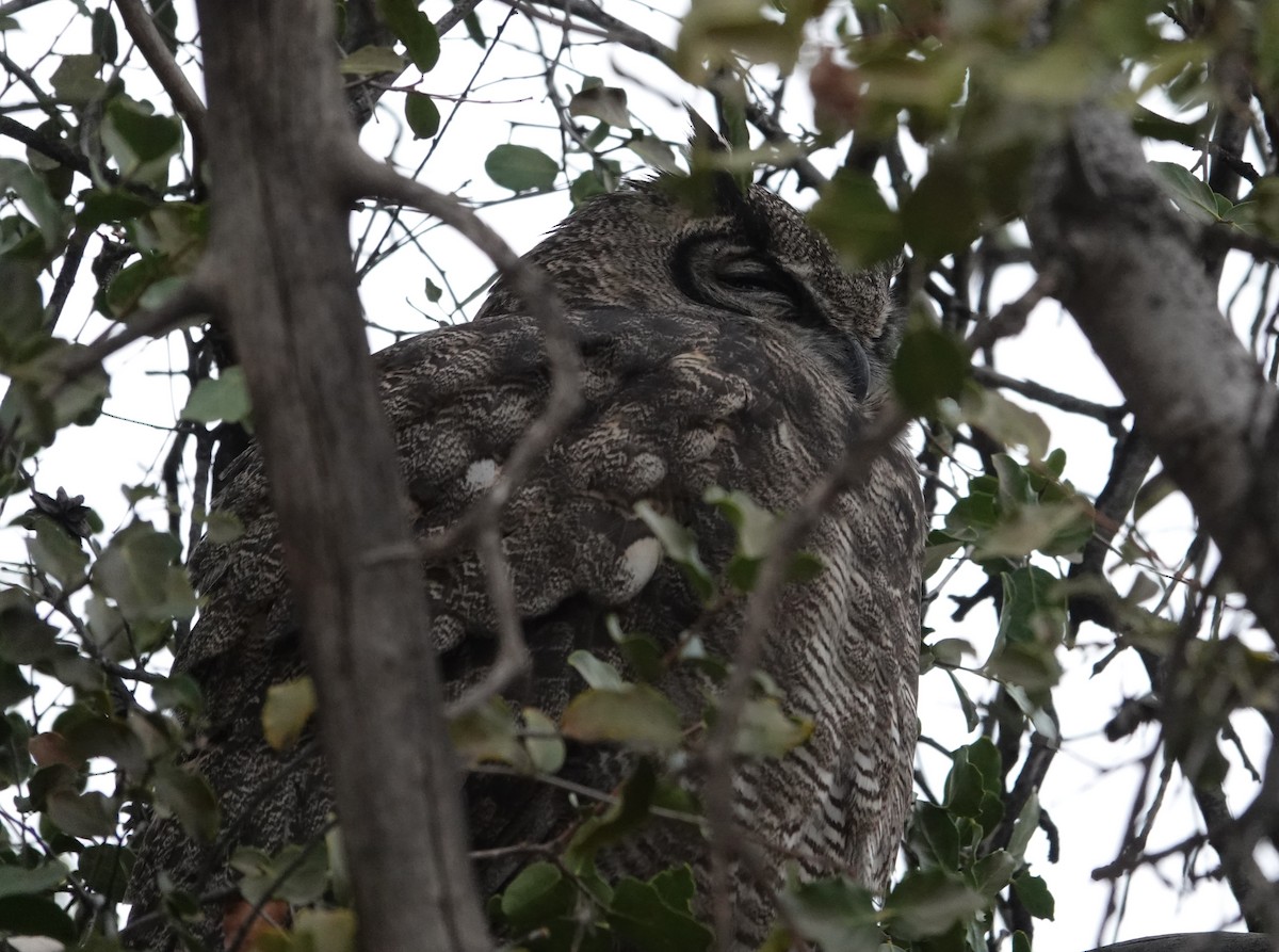 Lesser Horned Owl - ML639472499