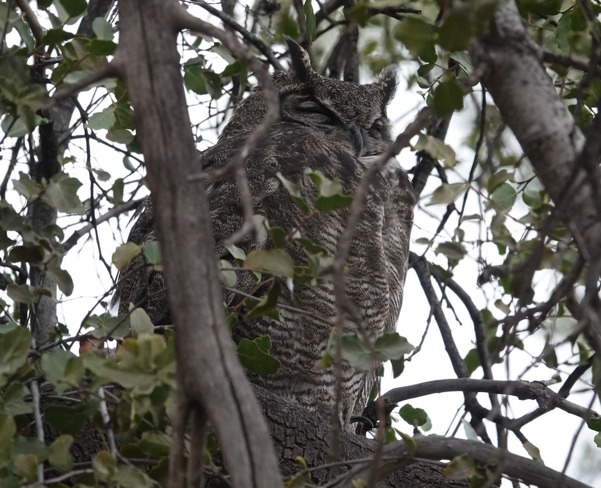 Lesser Horned Owl - ML639472500