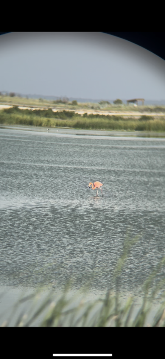 American Flamingo - ML639472501