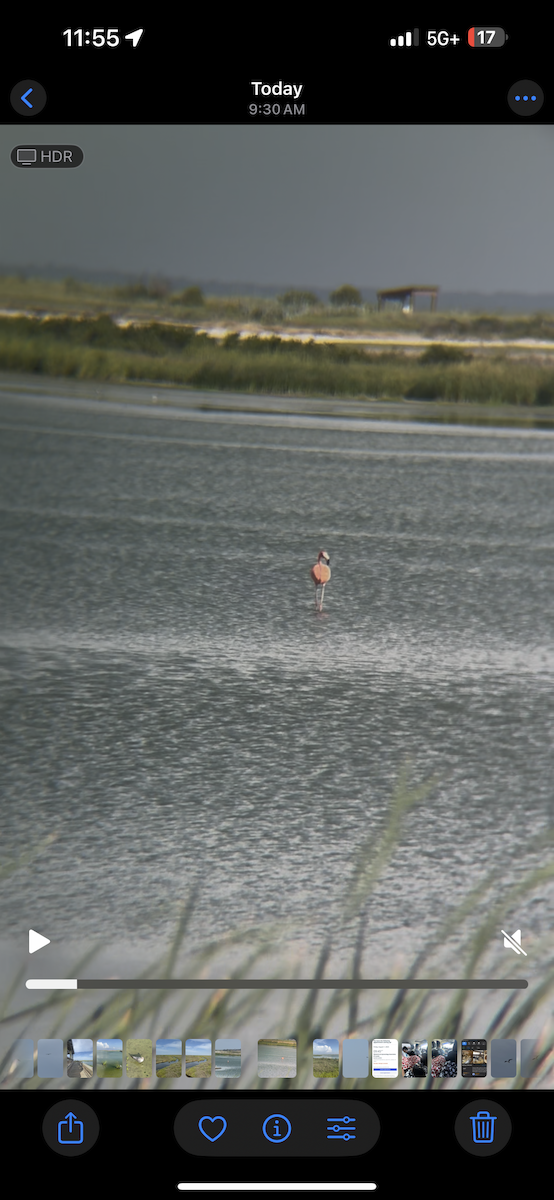 American Flamingo - ML639472502