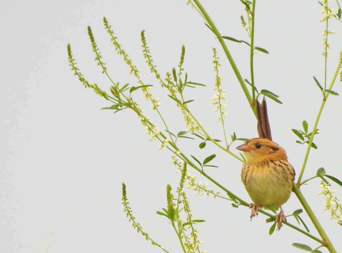 LeConte's Sparrow - ML639472520