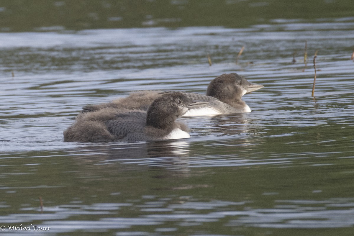 Common Loon - ML639472650