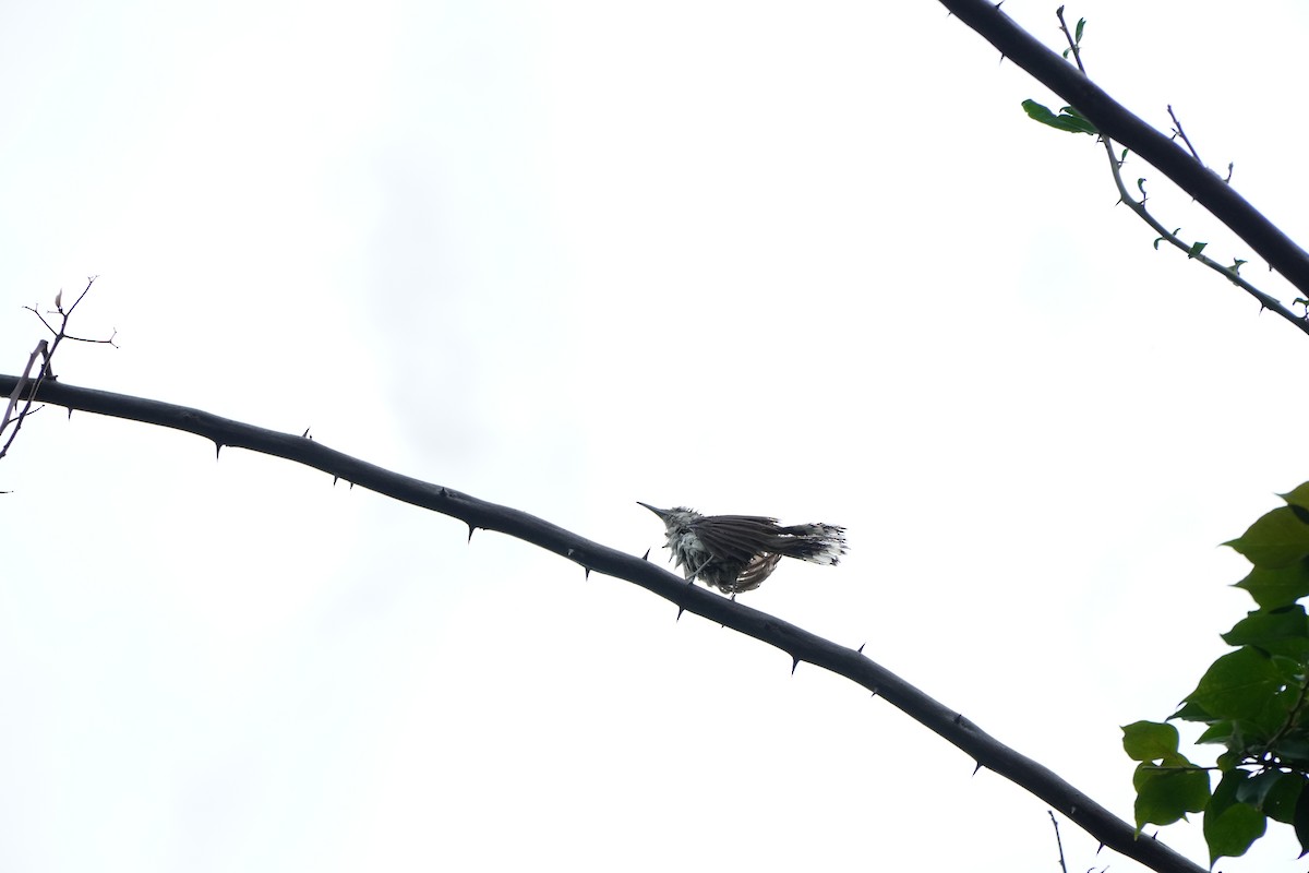 Bicolored Wren - ML639472665