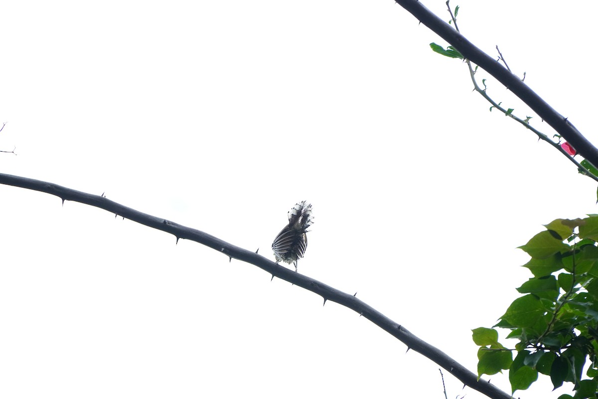 Bicolored Wren - ML639472666