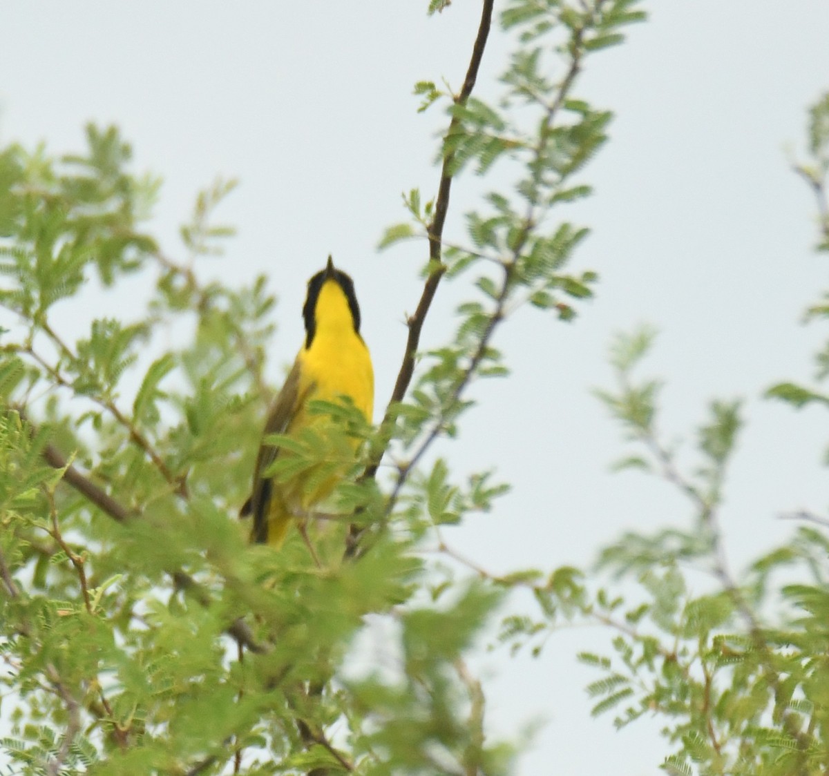 Altamira Yellowthroat - ML639472769