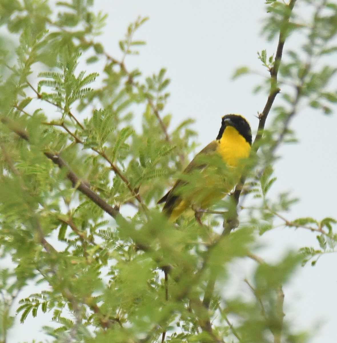 Altamira Yellowthroat - ML639472770