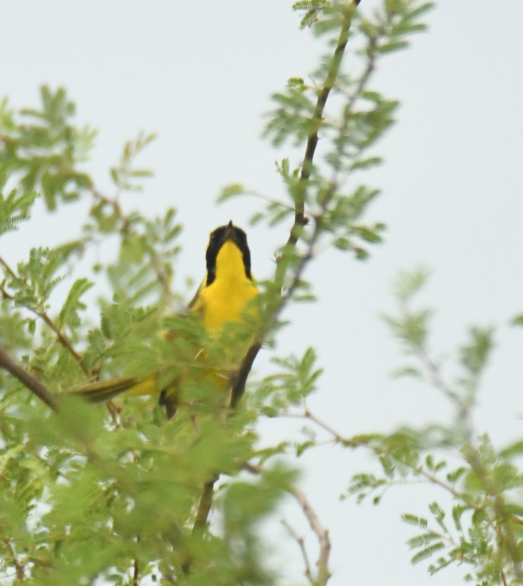 Altamira Yellowthroat - ML639472771
