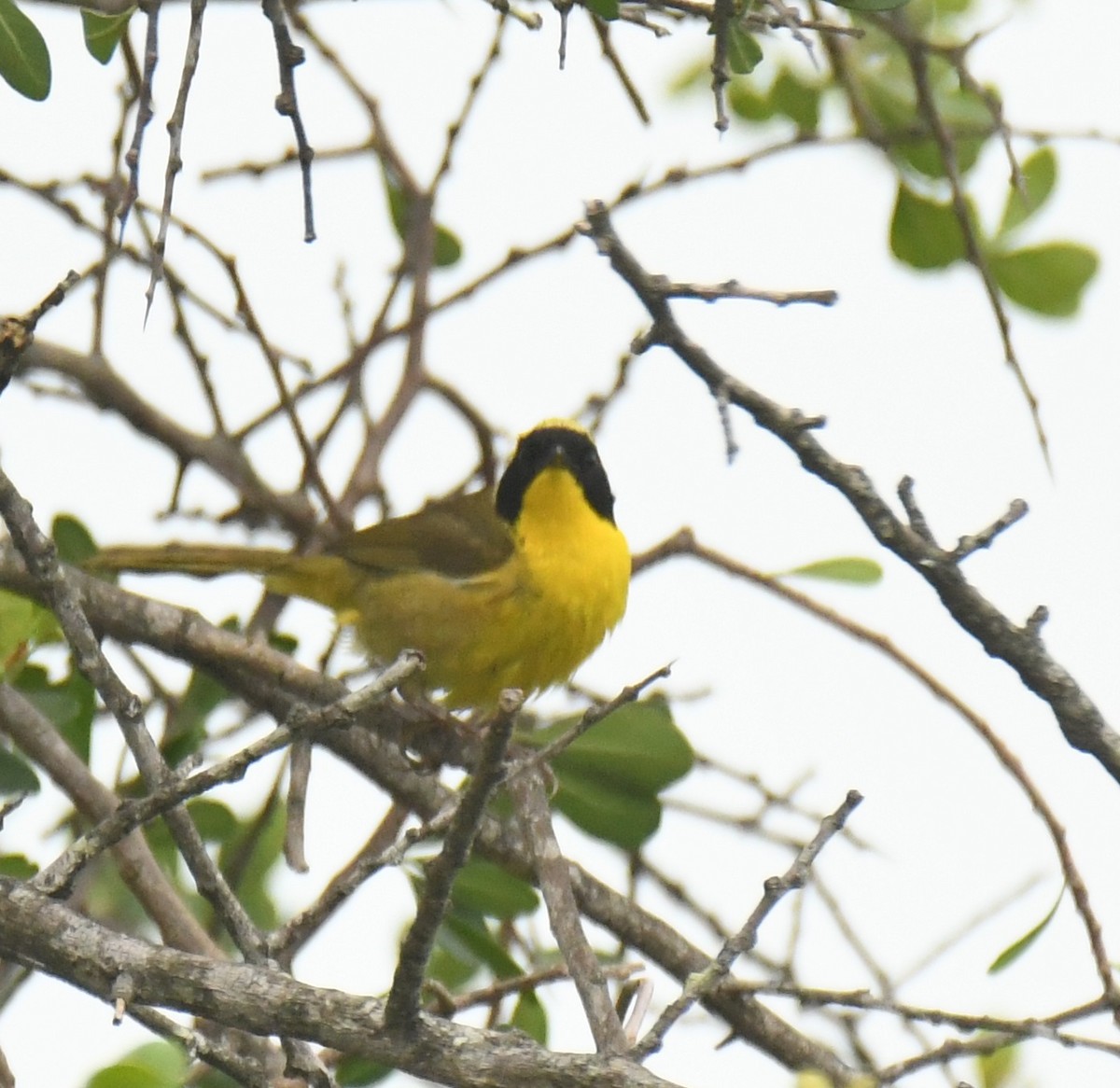 Altamira Yellowthroat - ML639472773