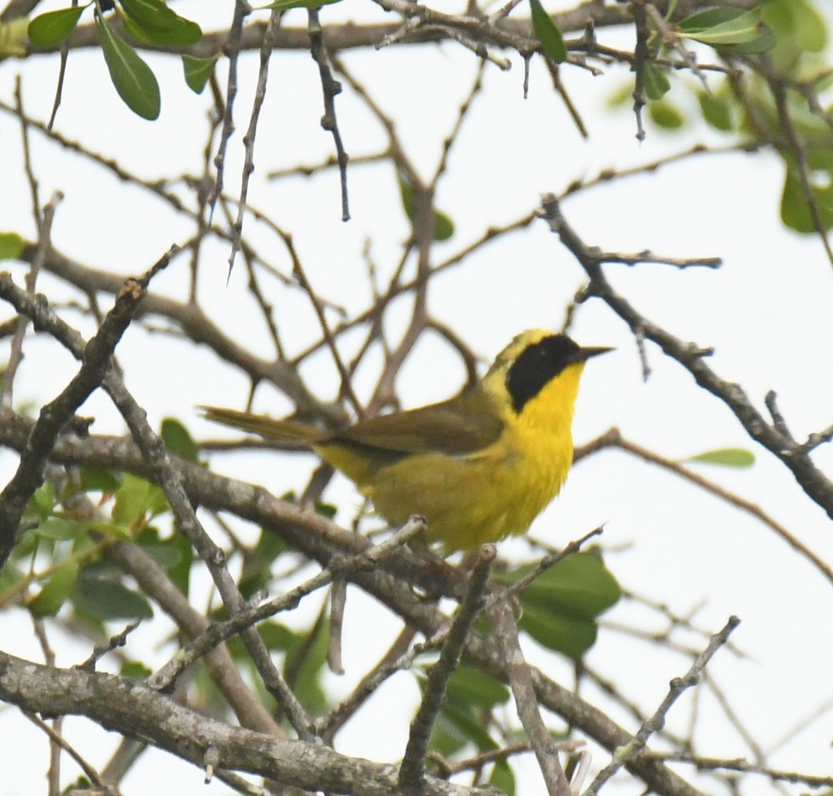 Altamira Yellowthroat - ML639472774