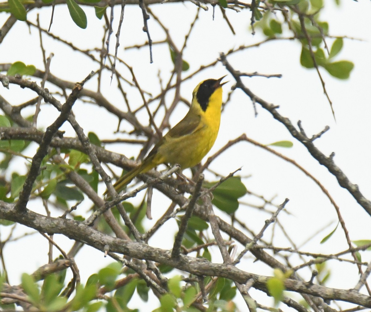 Altamira Yellowthroat - ML639472775