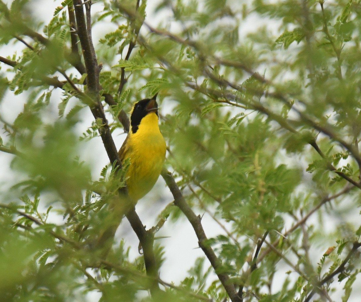 Altamira Yellowthroat - ML639472776