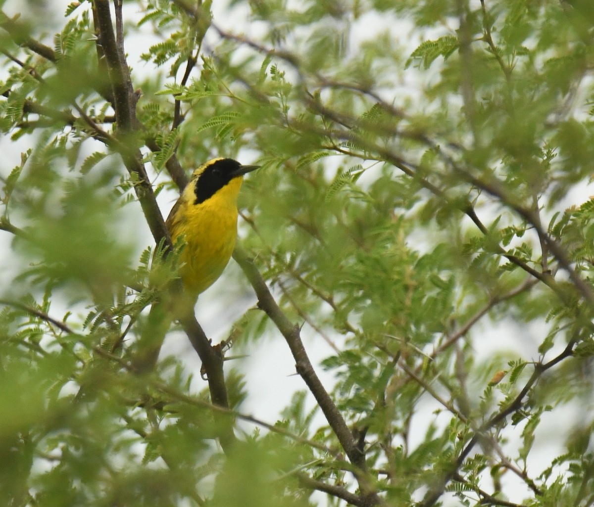 Altamira Yellowthroat - ML639472777