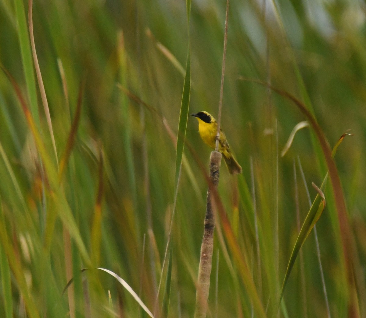 Altamira Yellowthroat - ML639472779