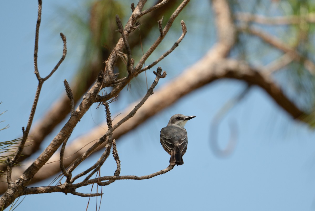 Gray Kingbird - ML639473165