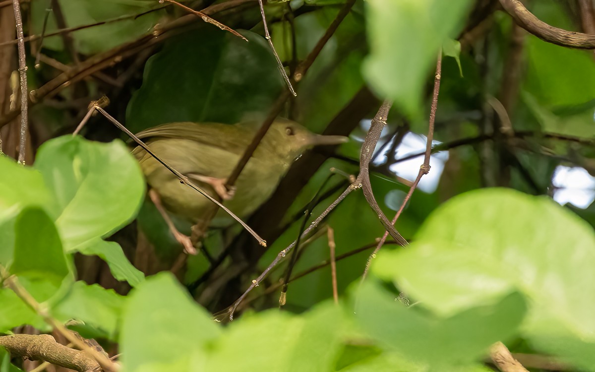 Gray Longbill - ML639473277