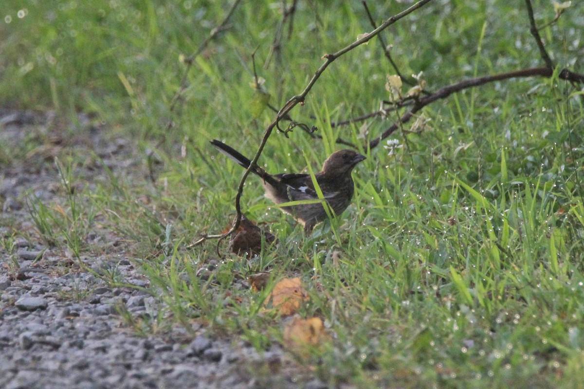 Eastern Towhee - ML639473290