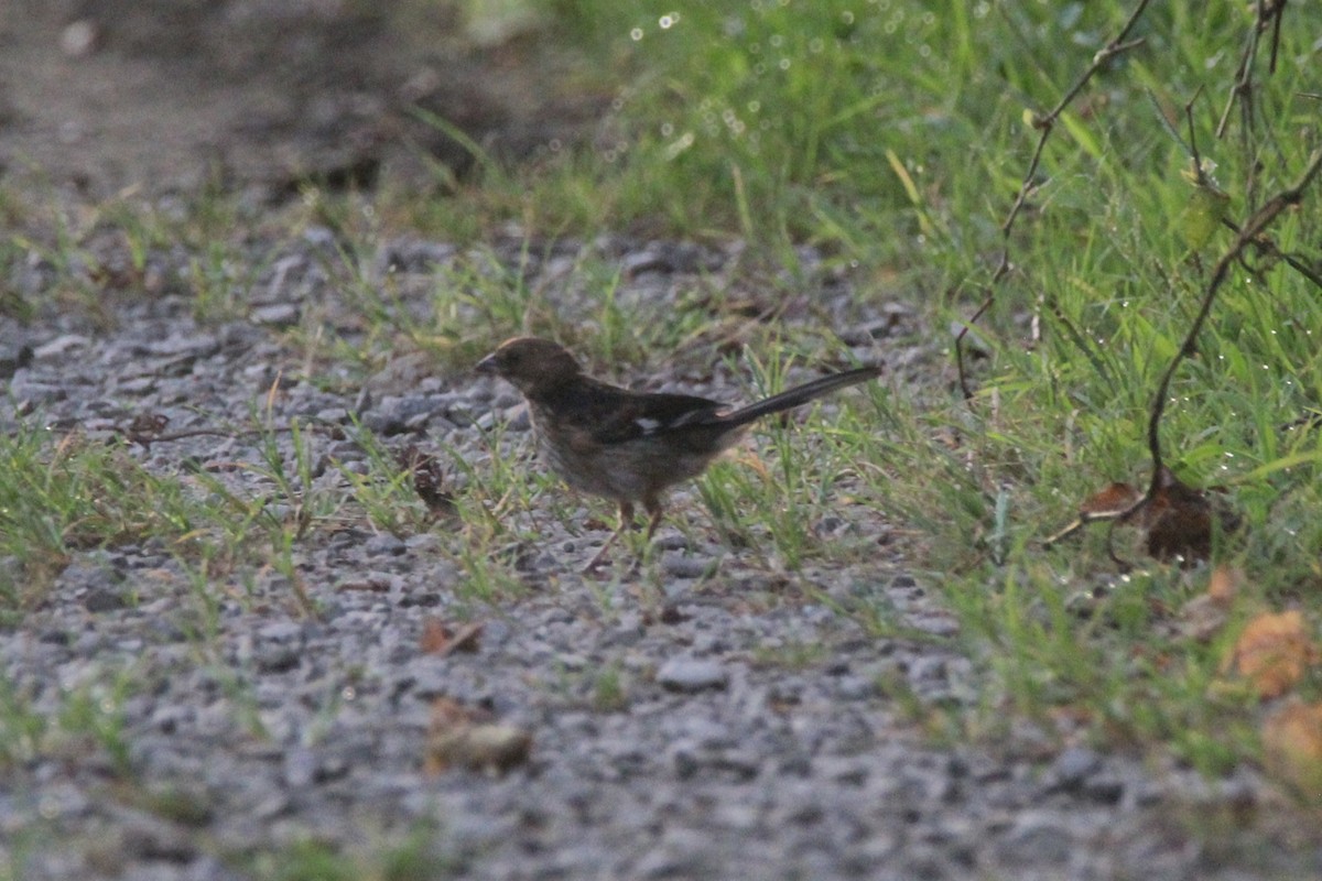 Eastern Towhee - ML639473291