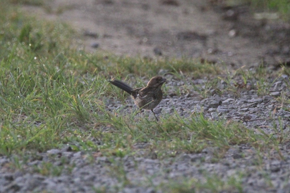Eastern Towhee - ML639473292
