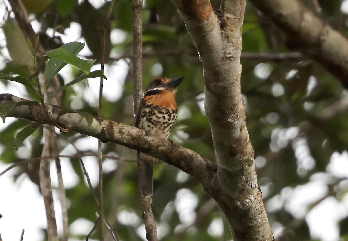 Spotted Puffbird - ML639473429