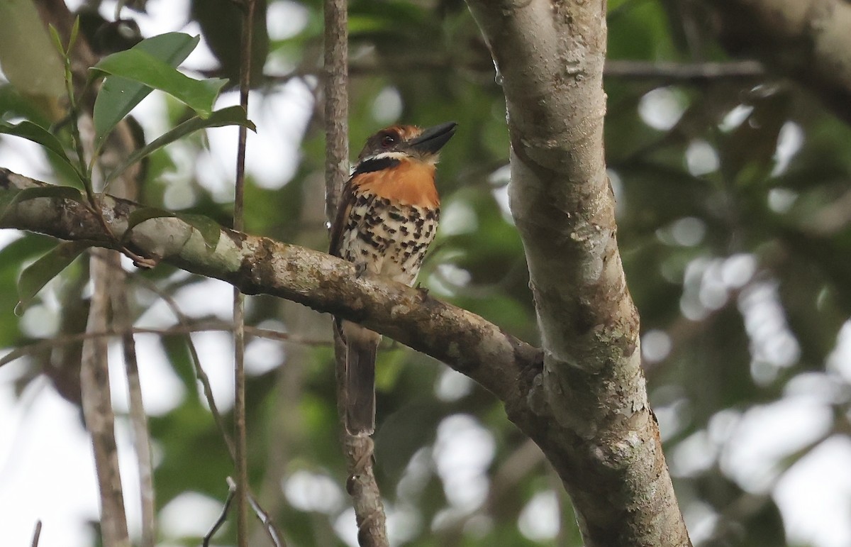 Spotted Puffbird - ML639473430