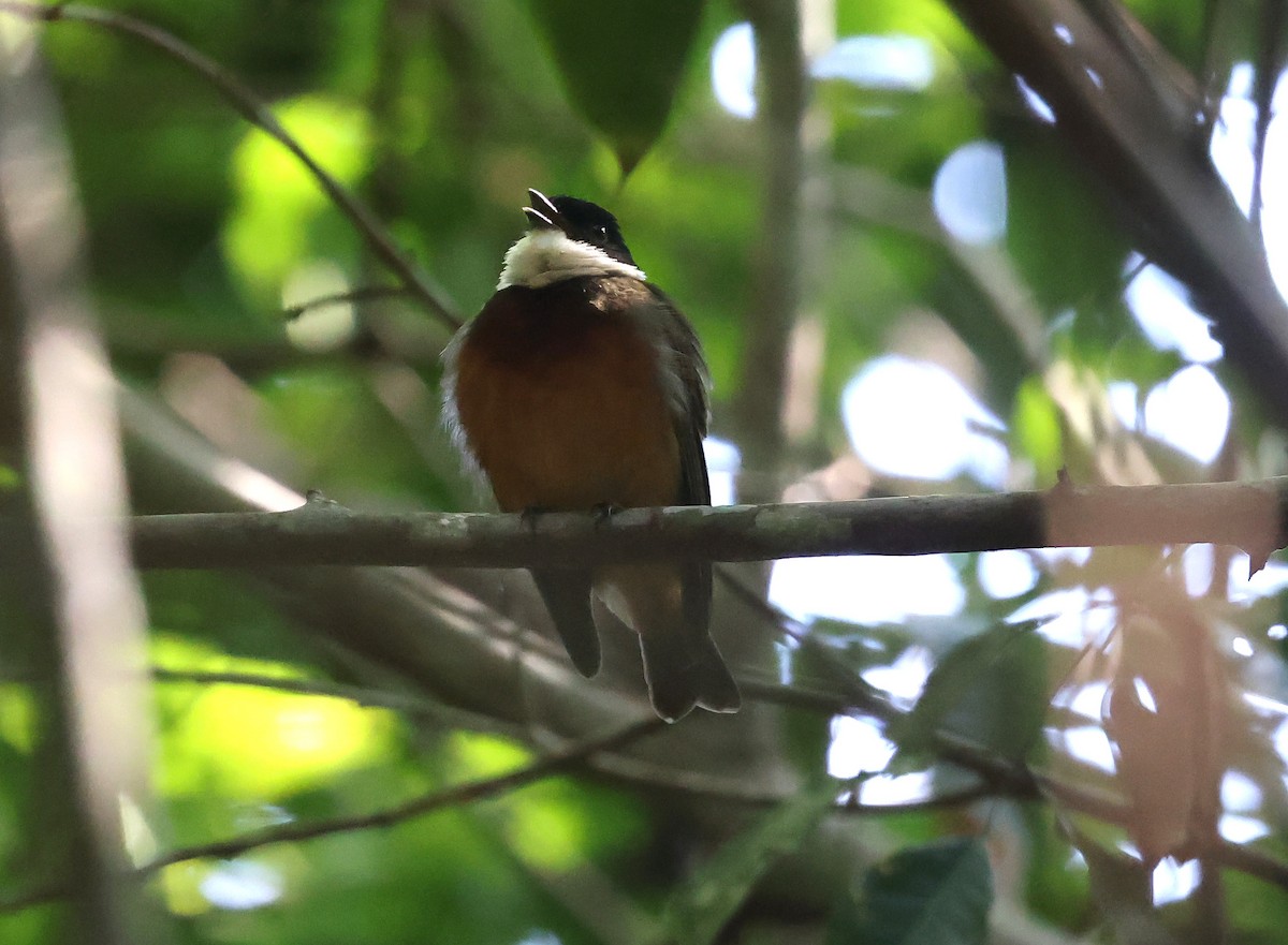 Flame-crowned Manakin - ML639473481