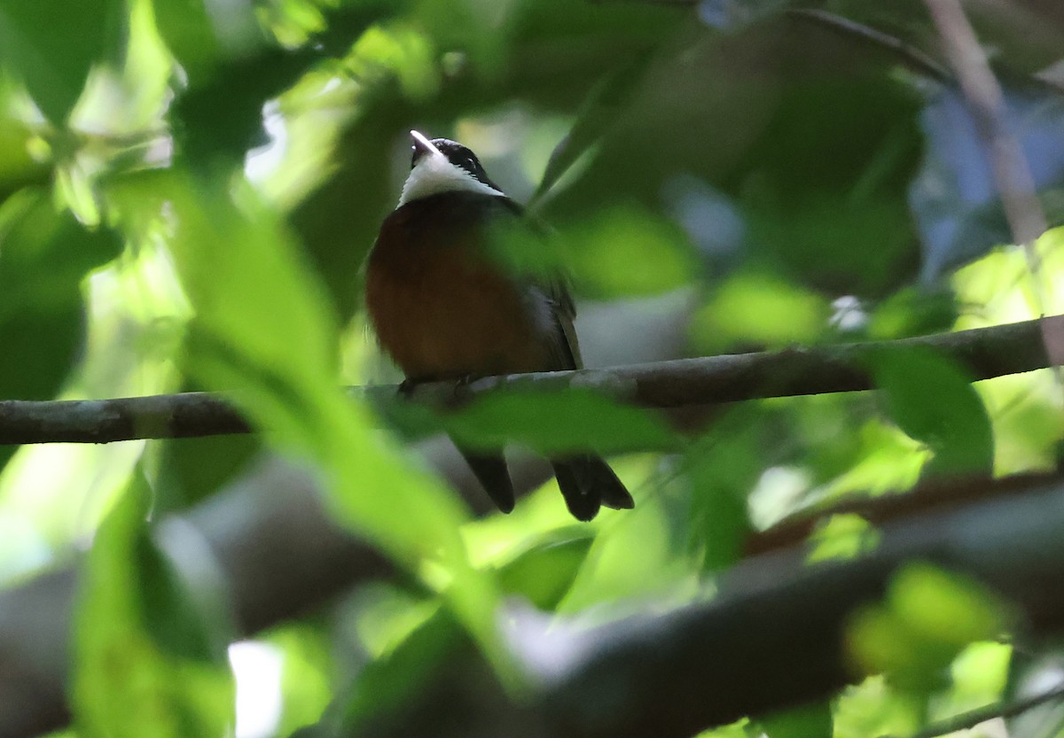 Flame-crowned Manakin - ML639473483