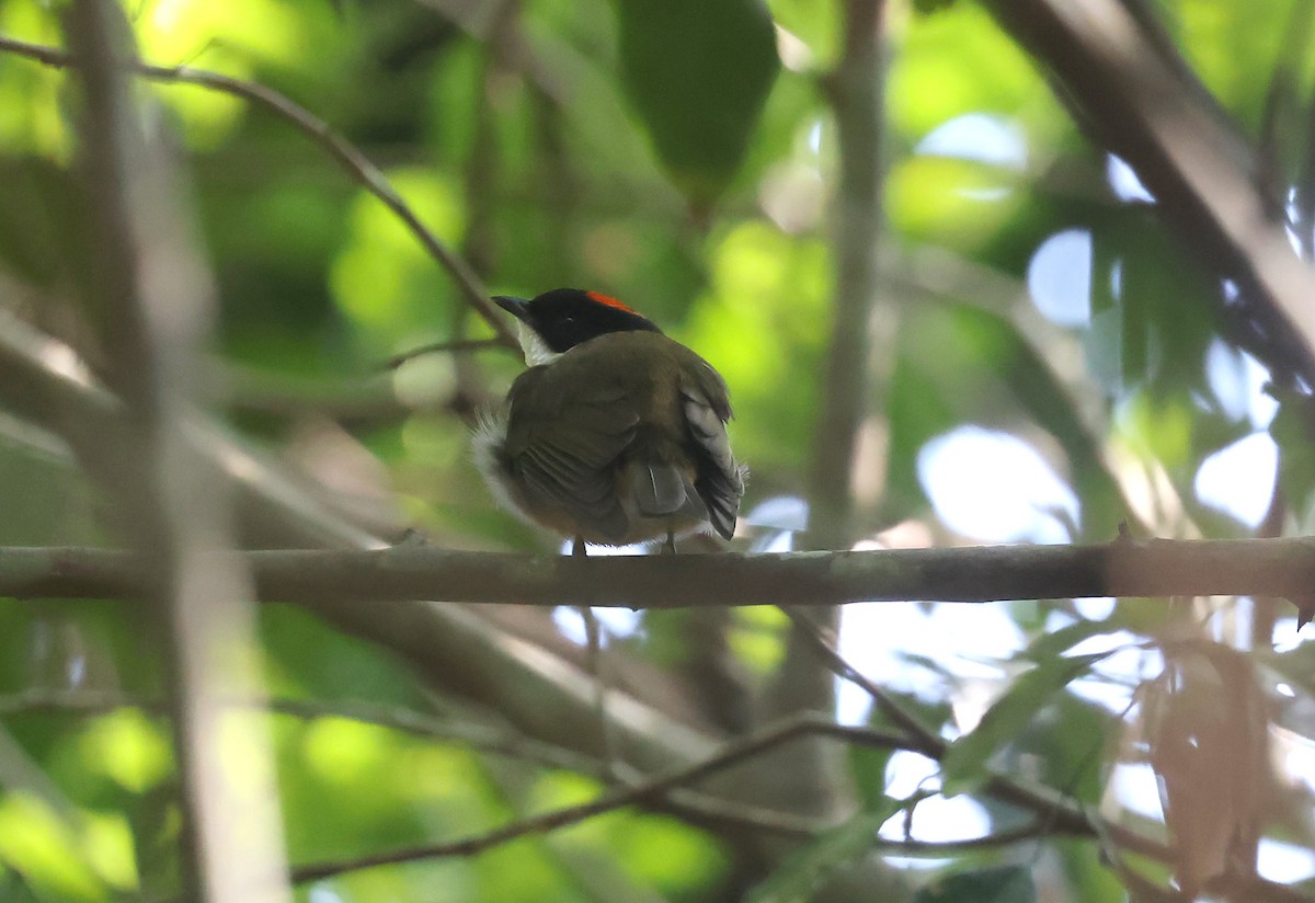 Flame-crowned Manakin - ML639473484