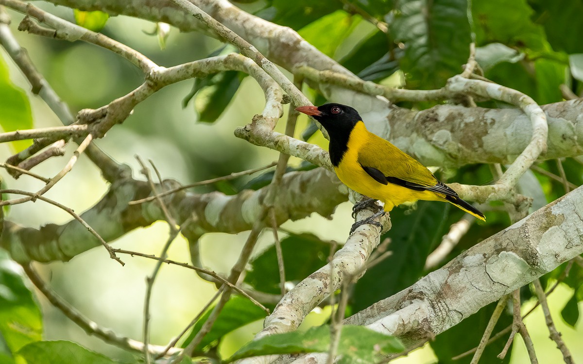 Black-winged Oriole - ML639473514