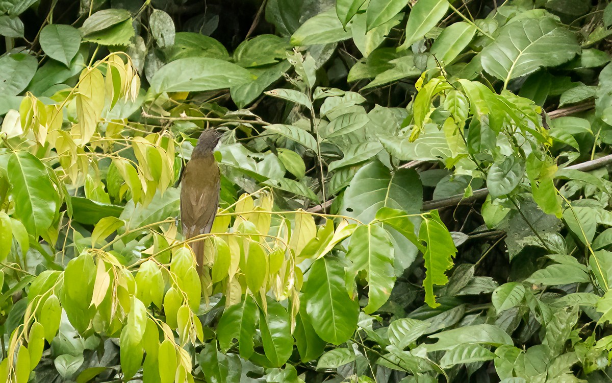 Red-tailed Greenbul - ML639473563