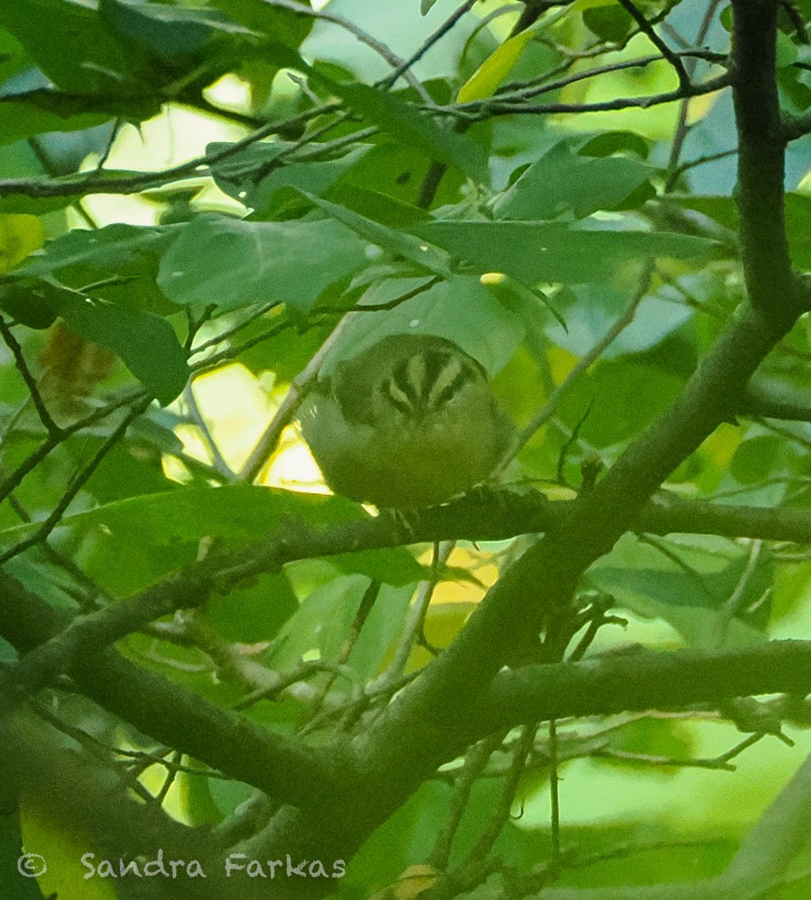 Worm-eating Warbler - ML639473592