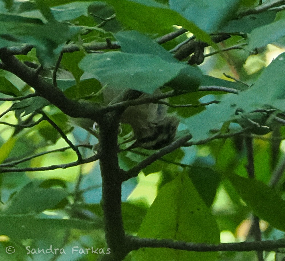 Worm-eating Warbler - ML639473593