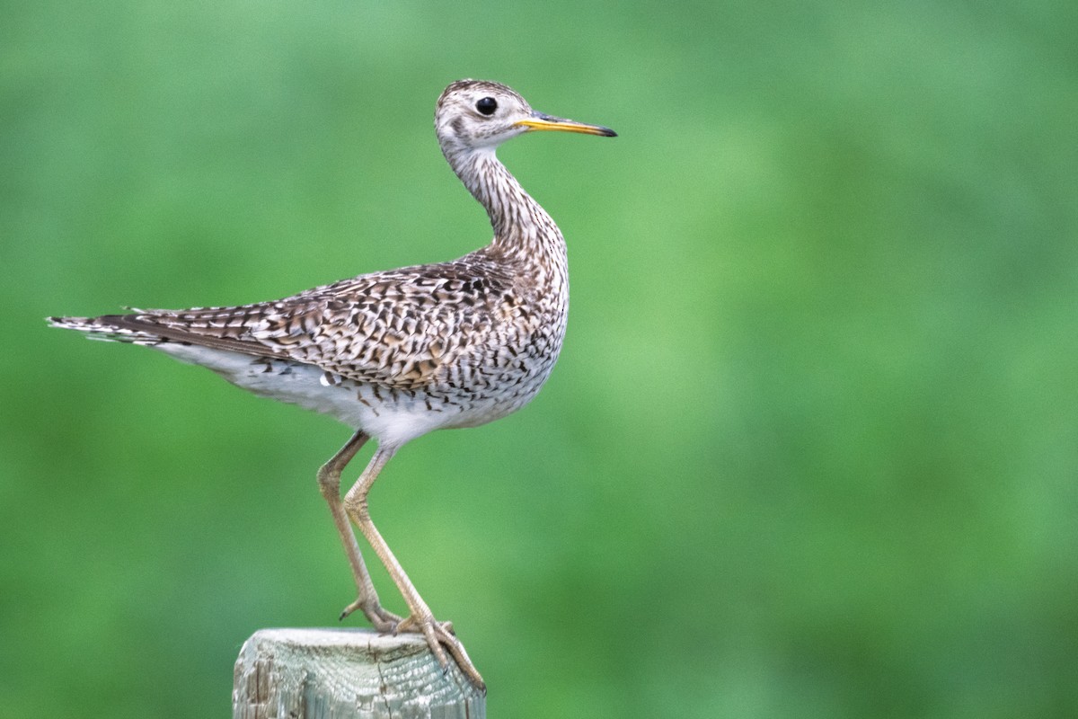 Upland Sandpiper - ML639473597