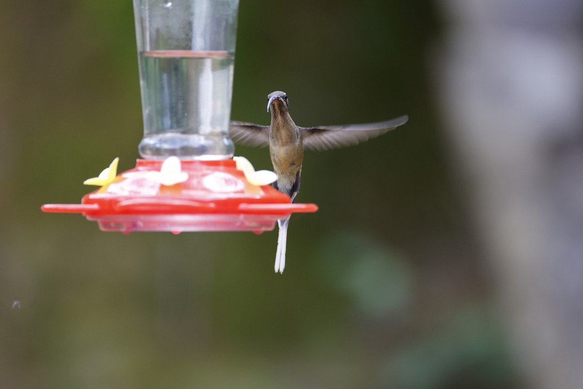 Great-billed Hermit - ML639473619