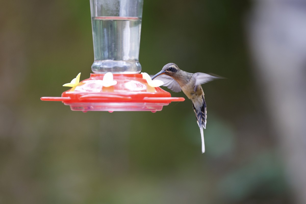 Great-billed Hermit - ML639473644