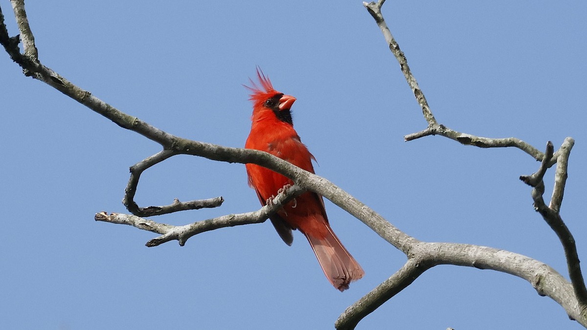 kardinál červený - ML639473698