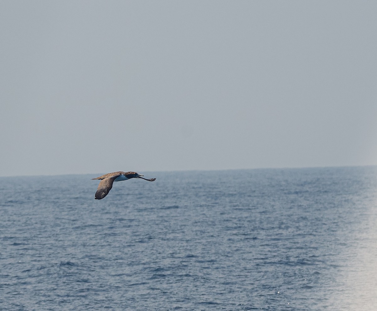 Cocos Booby - ML639473706