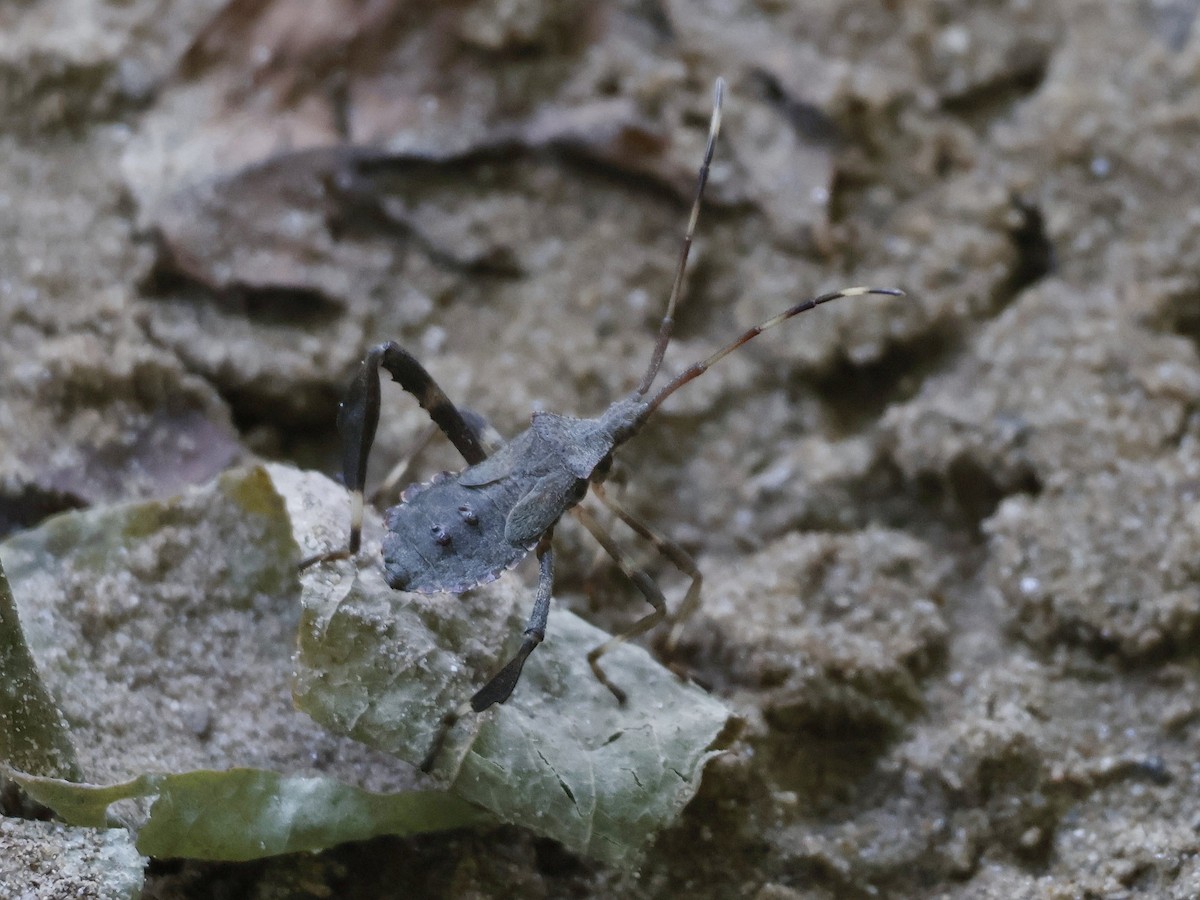 Leaf-footed Bugs - ML639473724