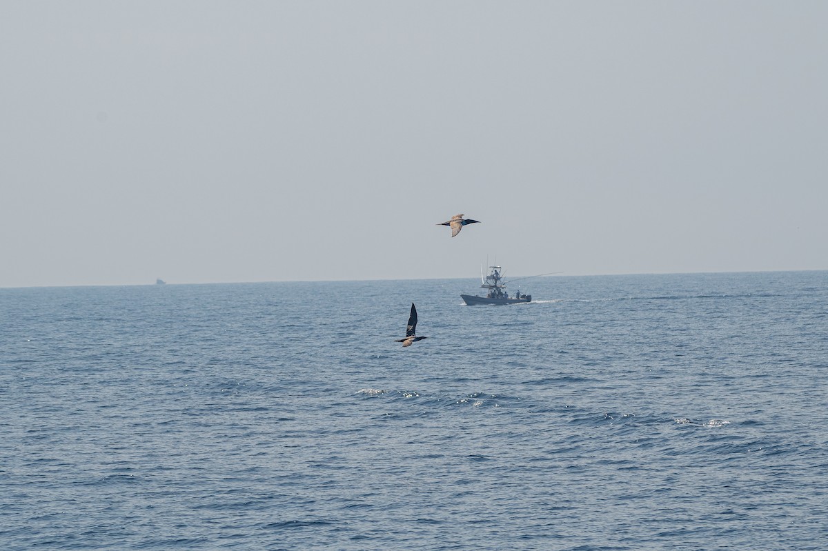 Cocos Booby - ML639473732