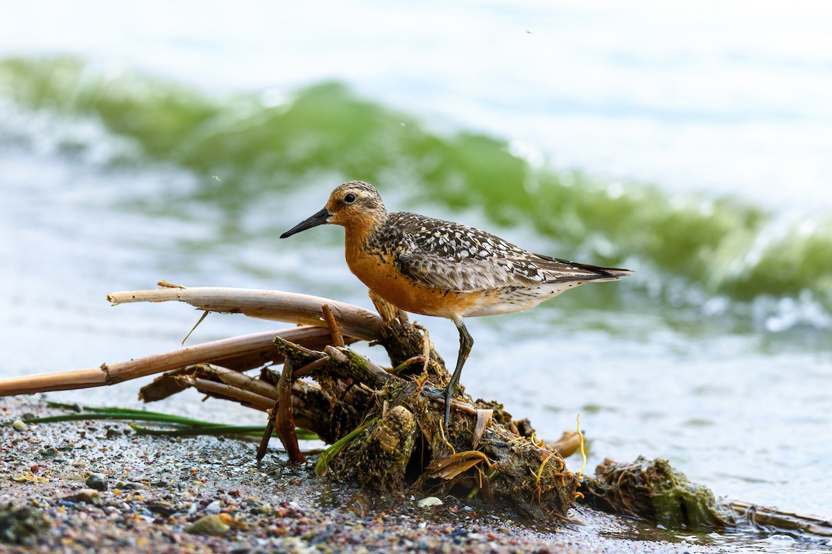 Red Knot - ML639473775