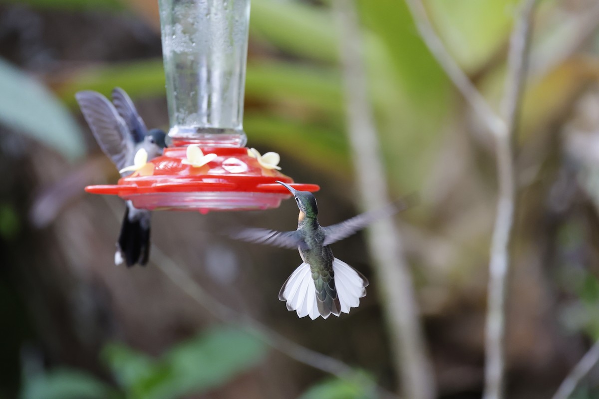 Pale-tailed Barbthroat - ML639473803